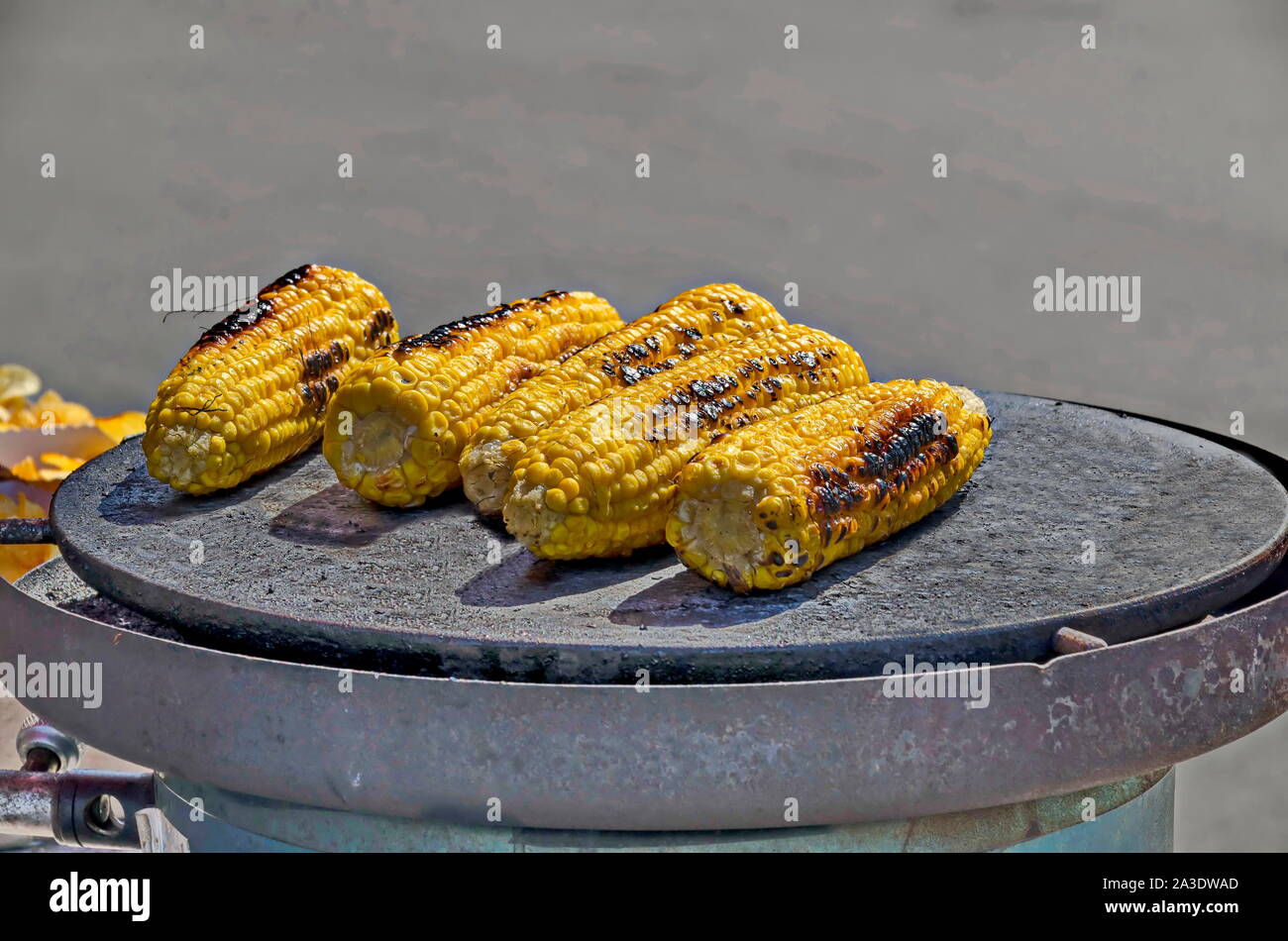 A few fresh corn cobs without green leaves on a baking tray, Sofia, Bulgaria Stock Photo