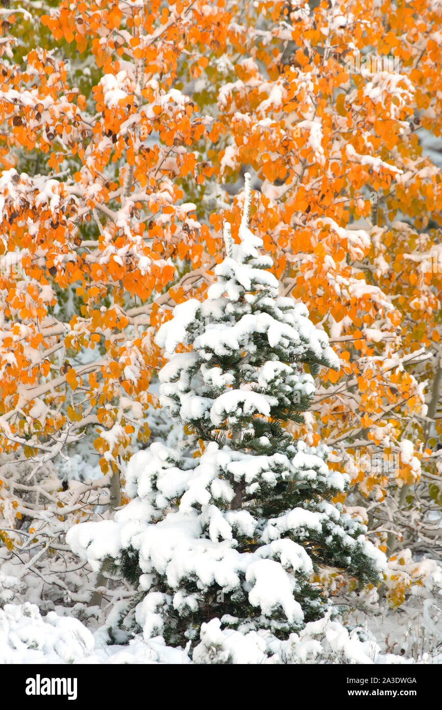 Aspen fir hi-res stock photography and images - Alamy