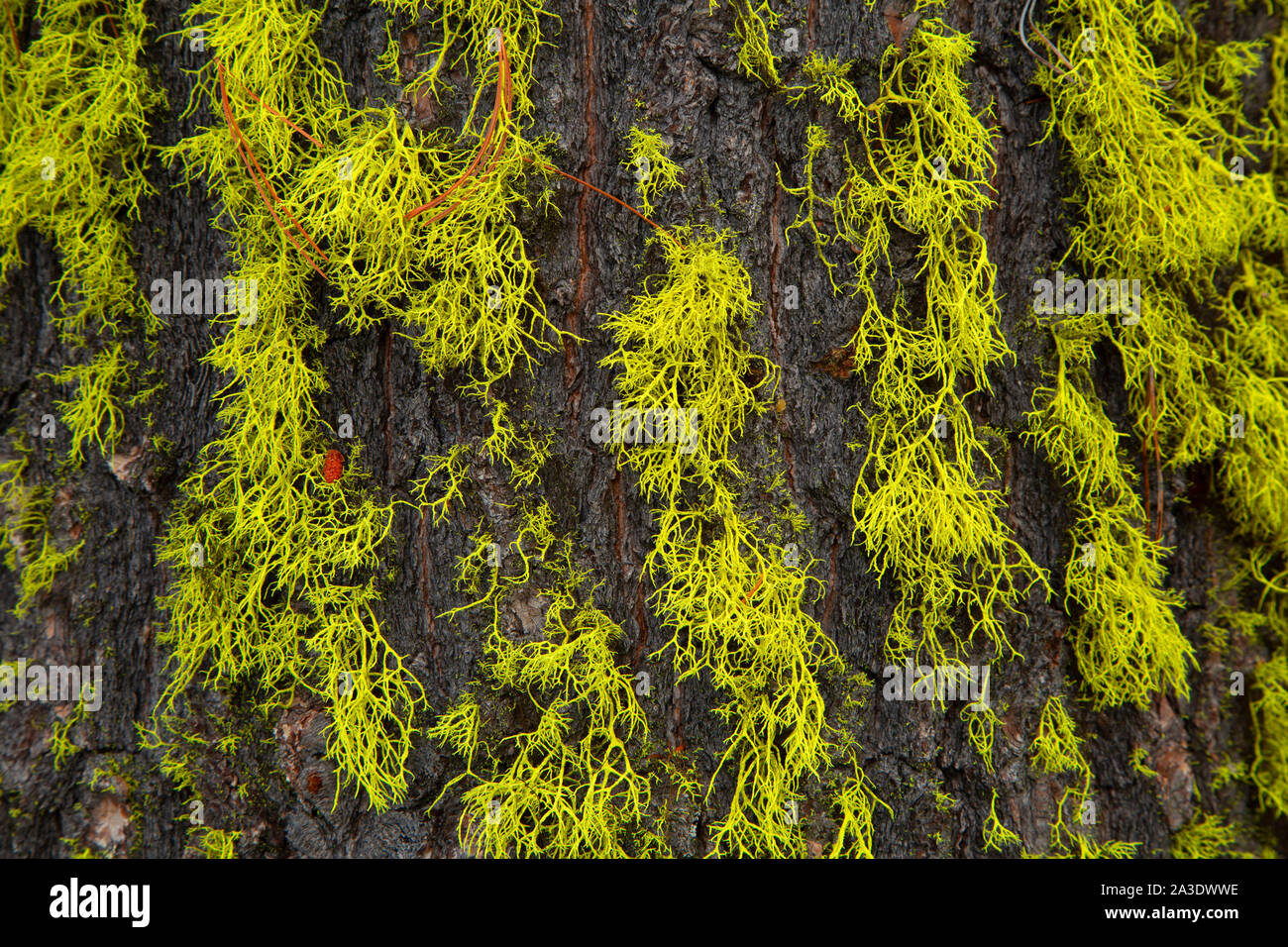 Lichen along Miller Lake Trail, Winema National Forest, Oregon Stock