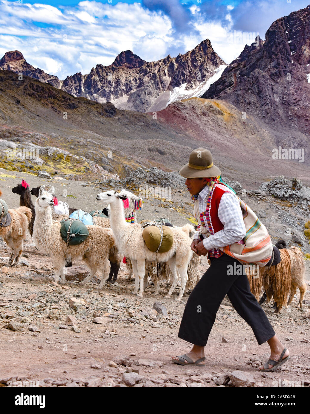 Llama pack in Cordillera Vilcanota, Ausungate, Cusco, Peru Stock Photo