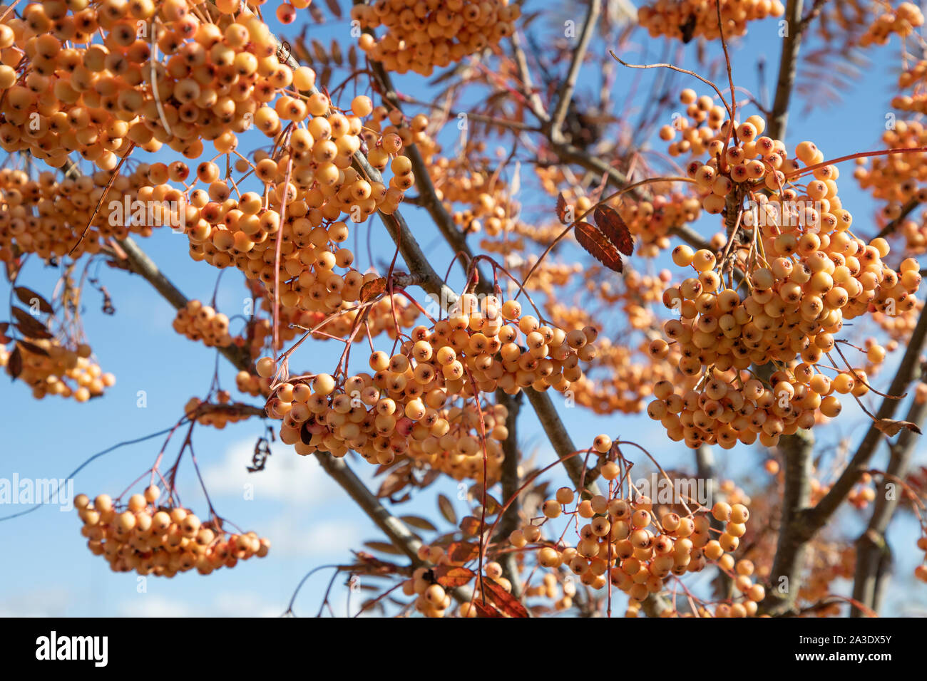 A cluster of rowan berries hanging on a leafless mountain ash tree Stock Photo