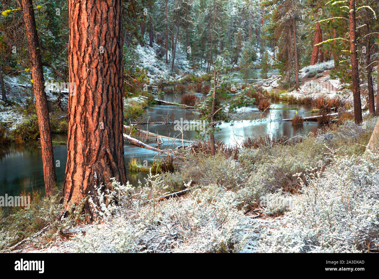 Old growth ponderosa trunks hi-res stock photography and images - Alamy