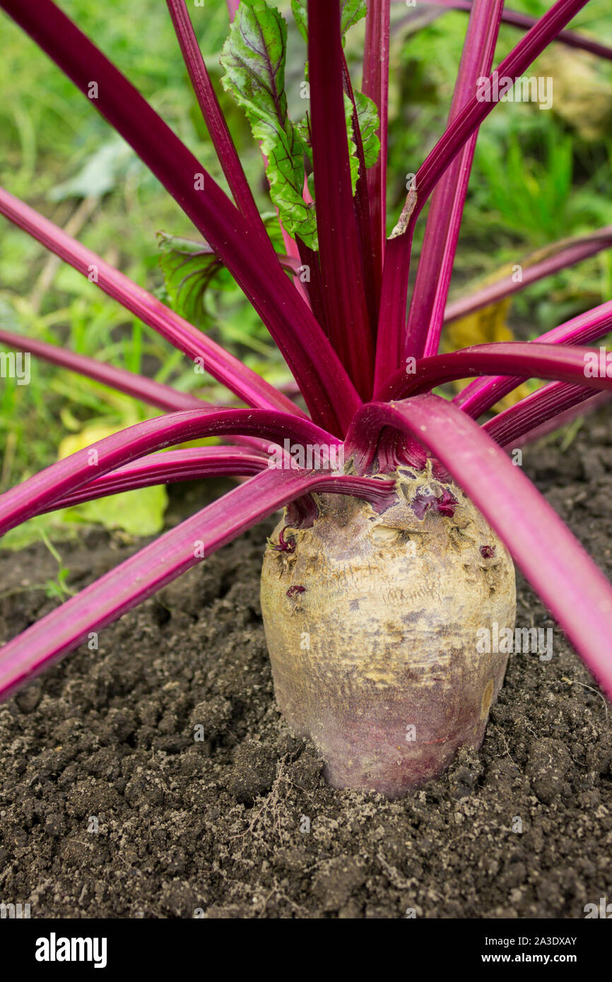Large beetroot growing in the bed. Autumn time. October Stock Photo