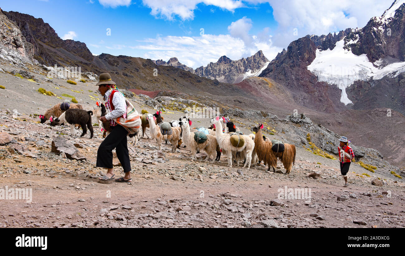 Llama pack in Cordillera Vilcanota, Ausungate, Cusco, Peru Stock Photo