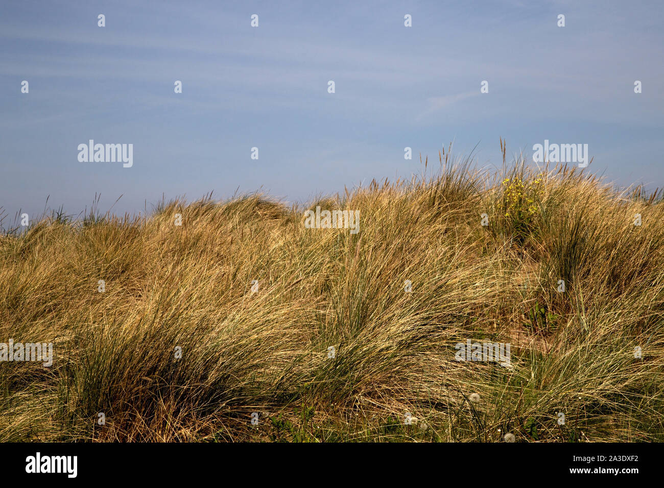Grass and wild flowers on a sand dune at a coastal location Stock Photo