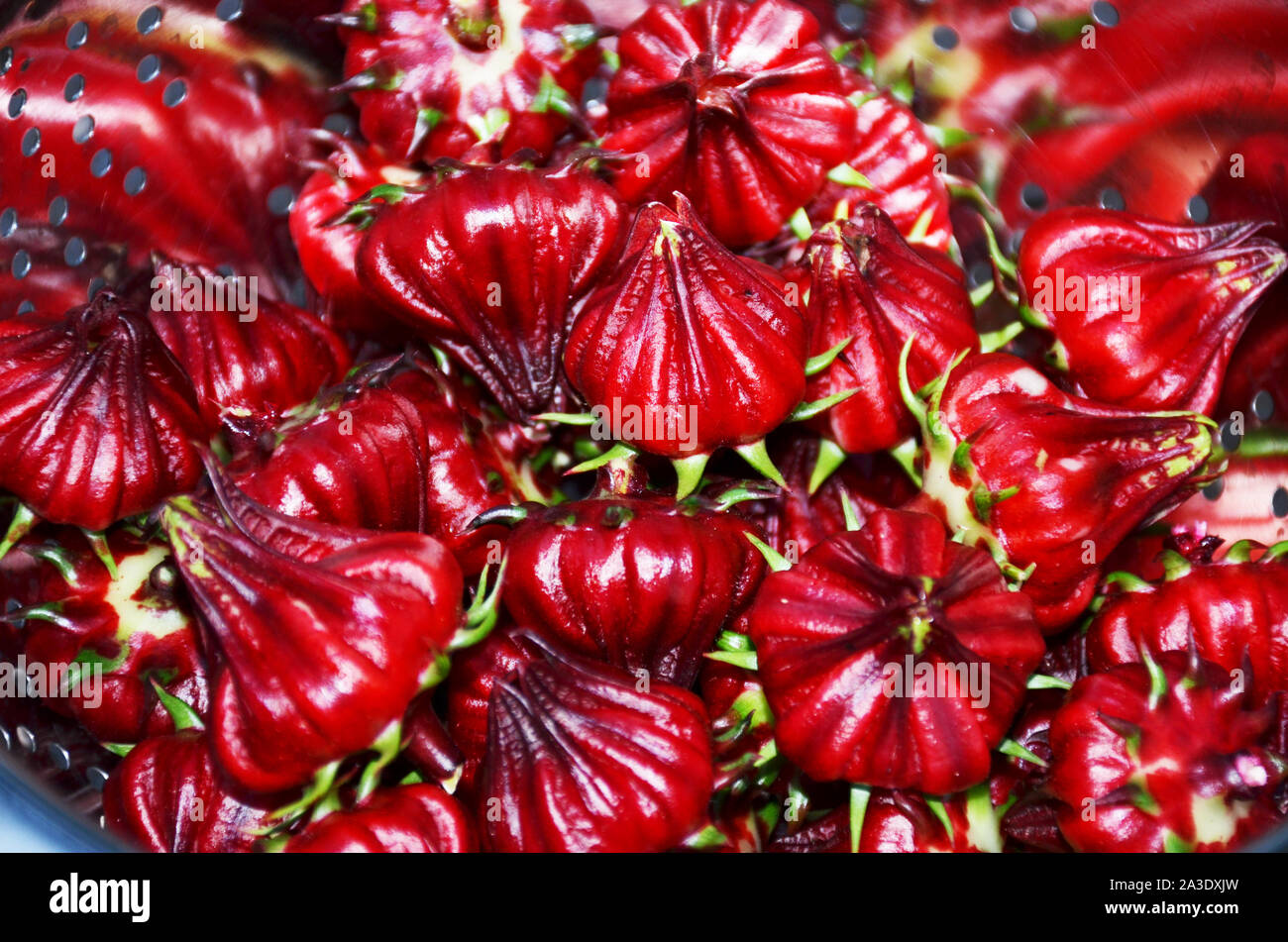 Hibiscus,Red Roselle,also known as 'Jamaica'. The deep red color of fleshy lemon or cranberry flavor calyxes can be peeled to drink as tea or eaten. Stock Photo