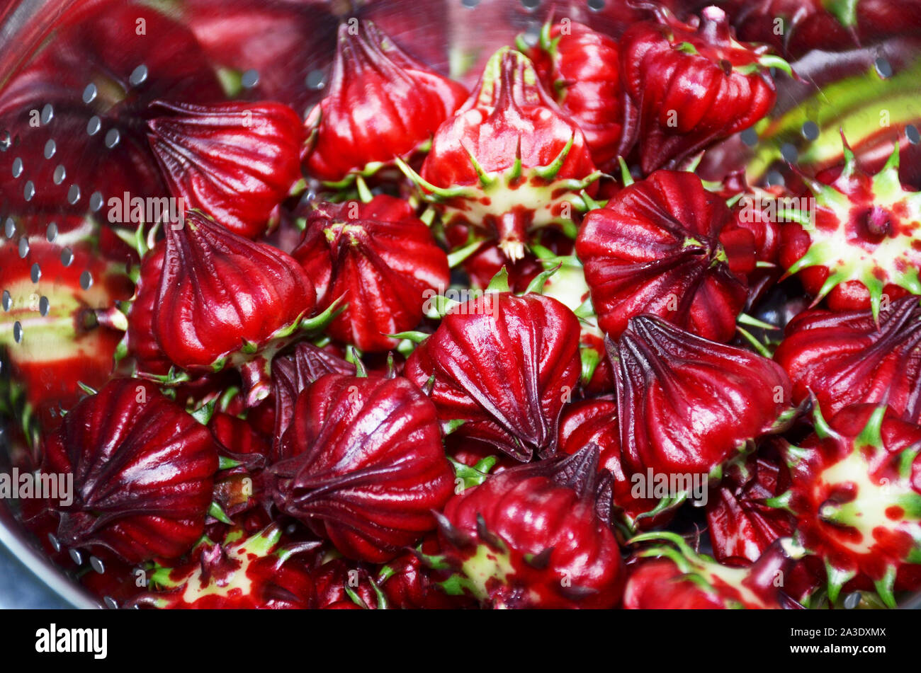 Hibiscus,Red Roselle,also known as 'Jamaica'. The deep red color of fleshy lemon or cranberry flavor calyxes can be peeled to drink as tea or eaten. Stock Photo