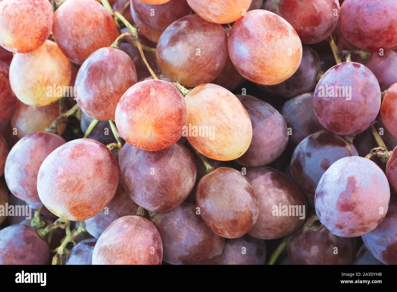 Healthy fruits Red wine grapes background/ dark grapes/ blue grapes
