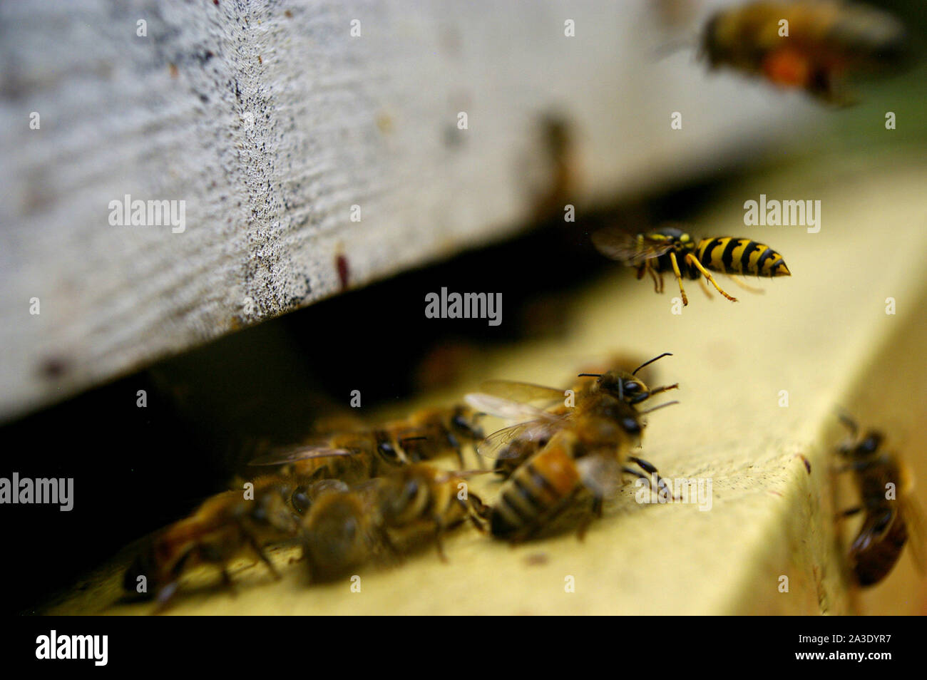 Guard bees defending their hive against attack Stock Photo