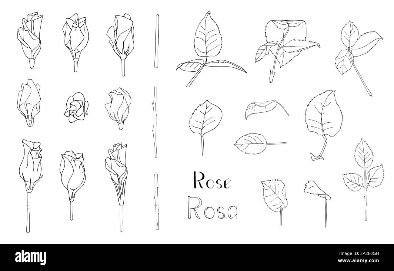Vector illustration. Big set of hand drawn floral elements isolated on ...