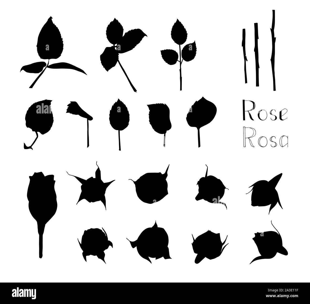 Vector illustration. Big set of hand drawn floral elements isolated on ...