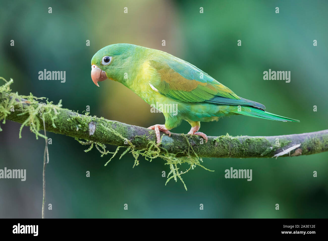 Orange-chinned parakeet Stock Photo