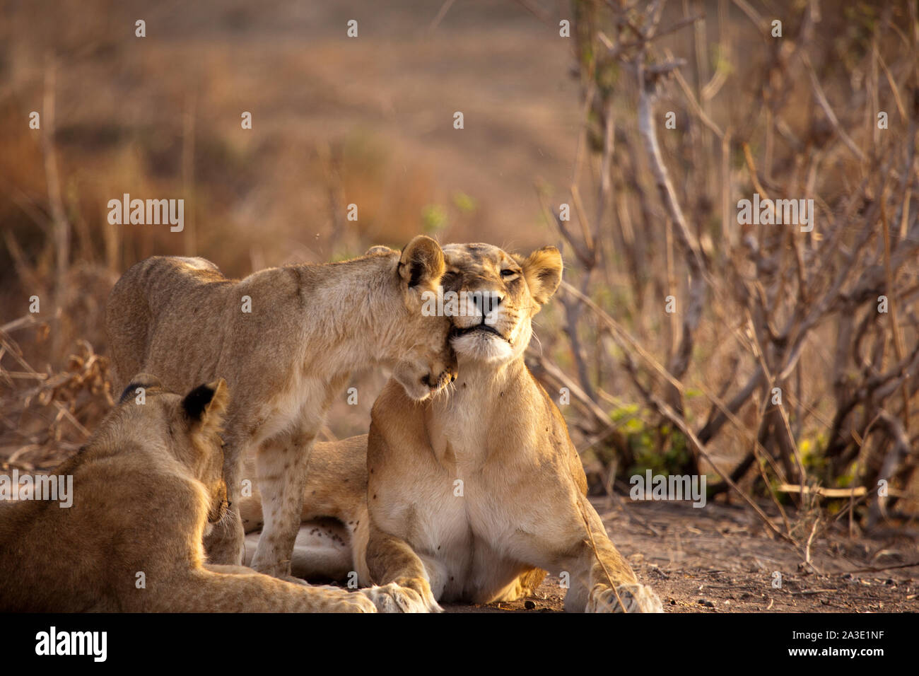 Cub nuzzling adult lioness as an early morning greeting, Ruaha National Park, Tanzania Stock Photo