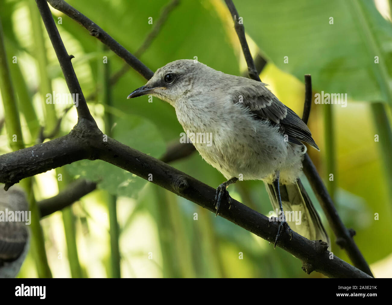 Tropical Mockingbird Stock Photo