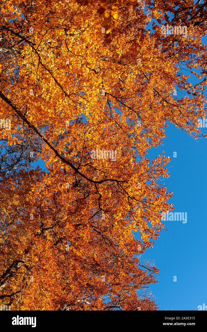 Autumn leaves with the blue sky background Stock Photo - Alamy