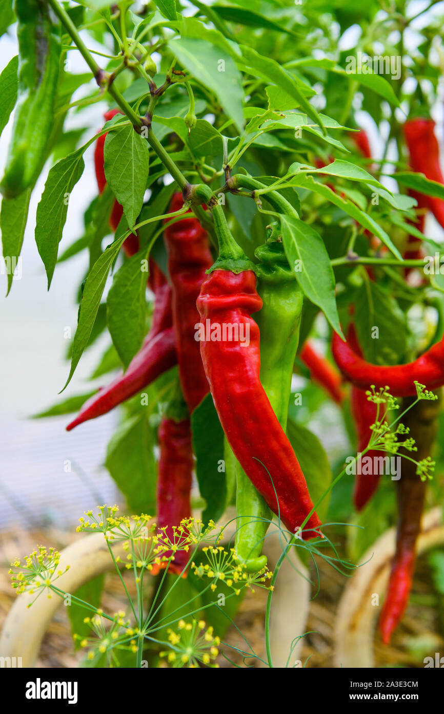 Chilli pepper growing in a pot hi-res stock photography and images - Alamy