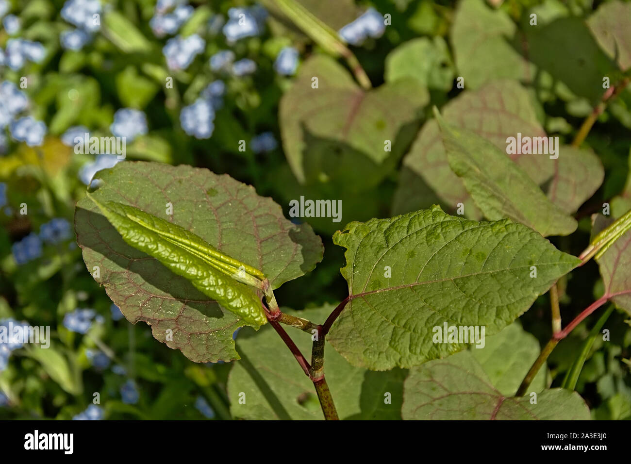Many japanese knotweed plants, a badly invasive species taking over the