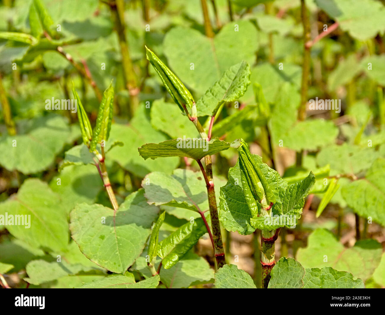 Many japanese knotweed plants, a badly invasive species taking over the