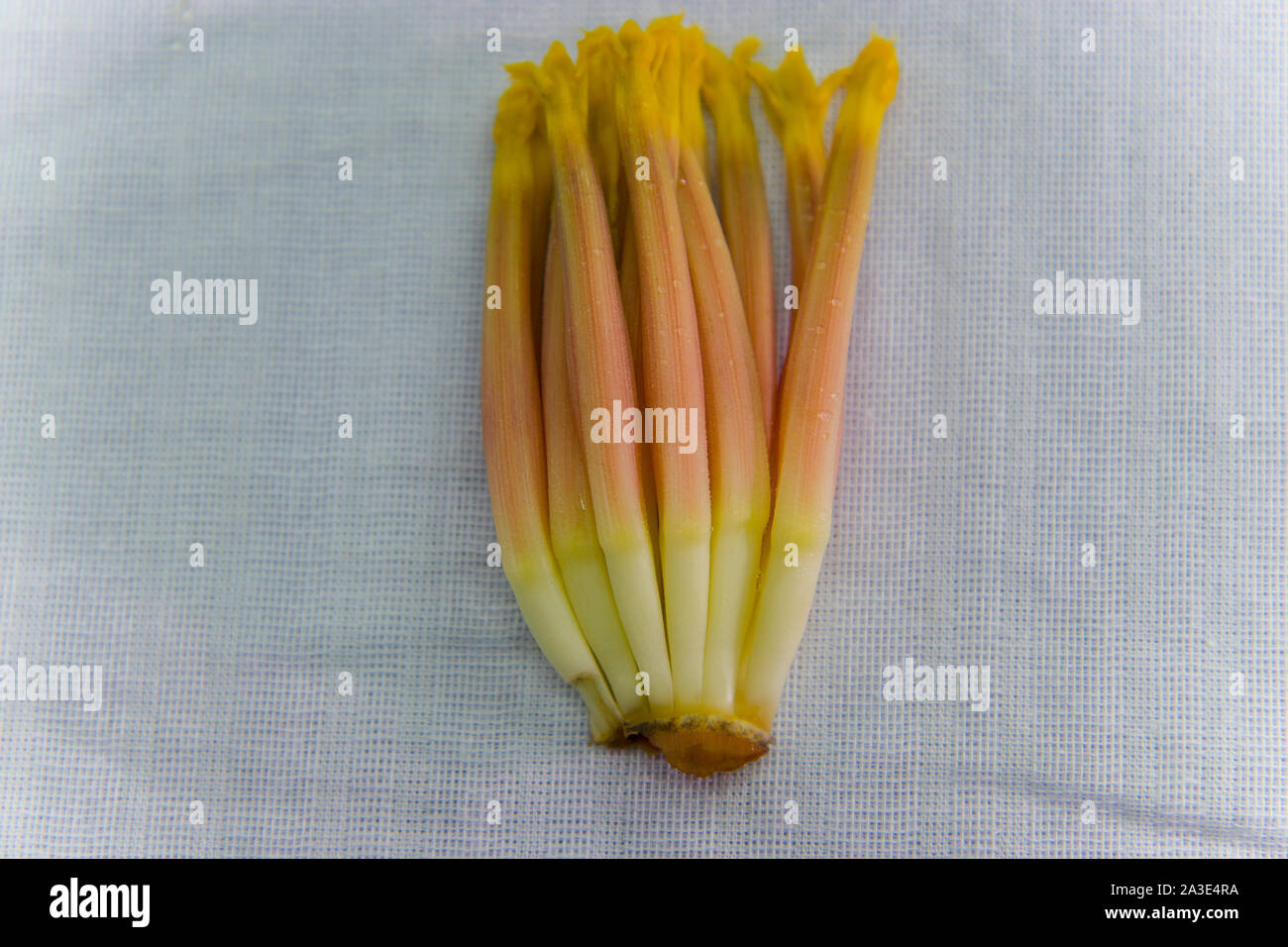 pilled bract of banana blossom, prepare bananas bud for cook or salad. High resolution image gallery. Stock Photo