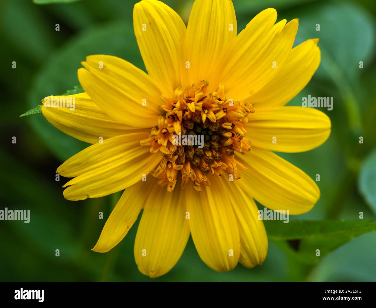 Closeup of a bright yellow Helianthus flower in a garden Stock Photo