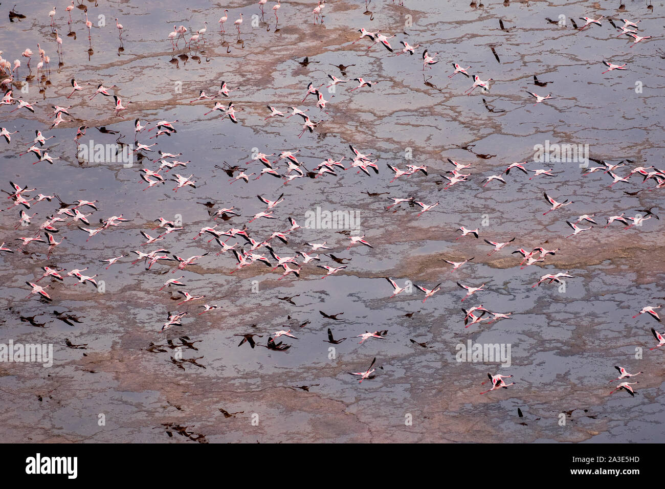 Africa, Tanzania, Aerial view of flock of Lesser Flamingos