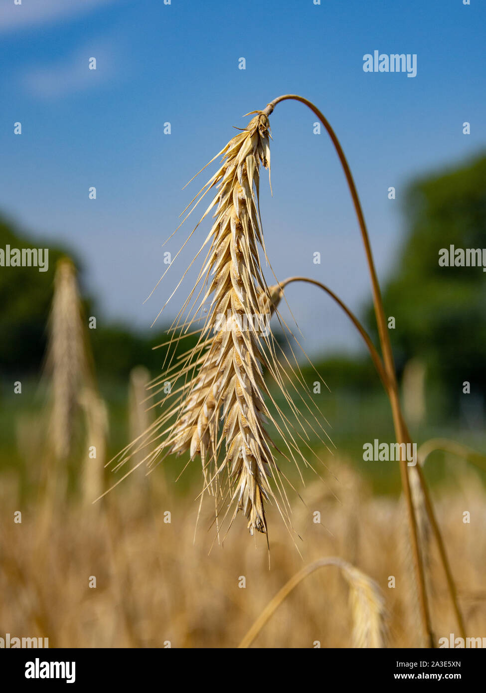 Ripe Rye Color A ripe blade of rye on a sunny day. Blurry background in vivid summer ...