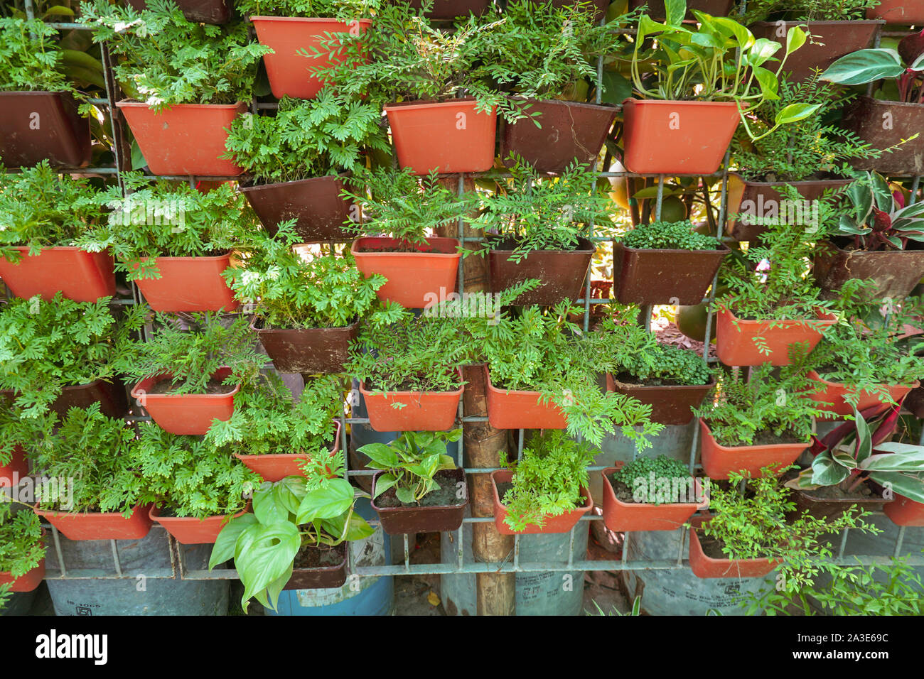Decorative Pot Plant wall on the house garden. It;s a beautiful plant