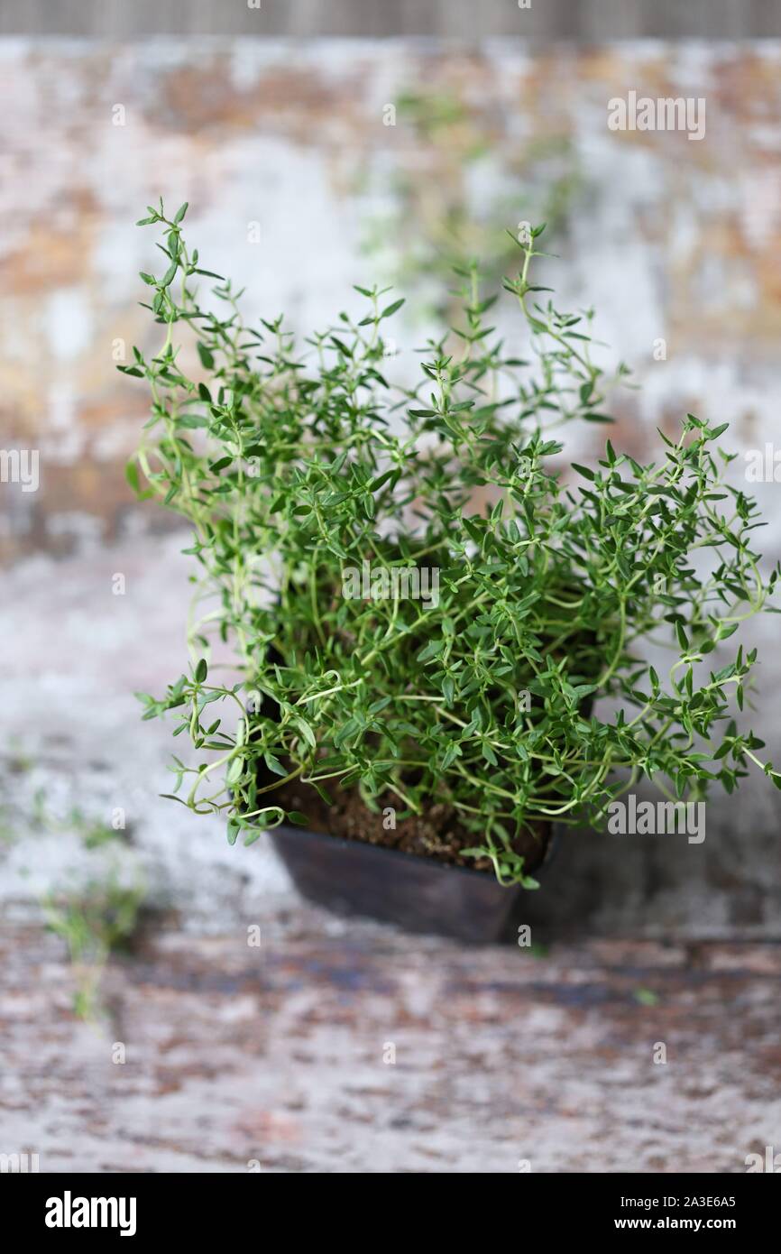 Fresh thyme growing in a pot Stock Photo Alamy