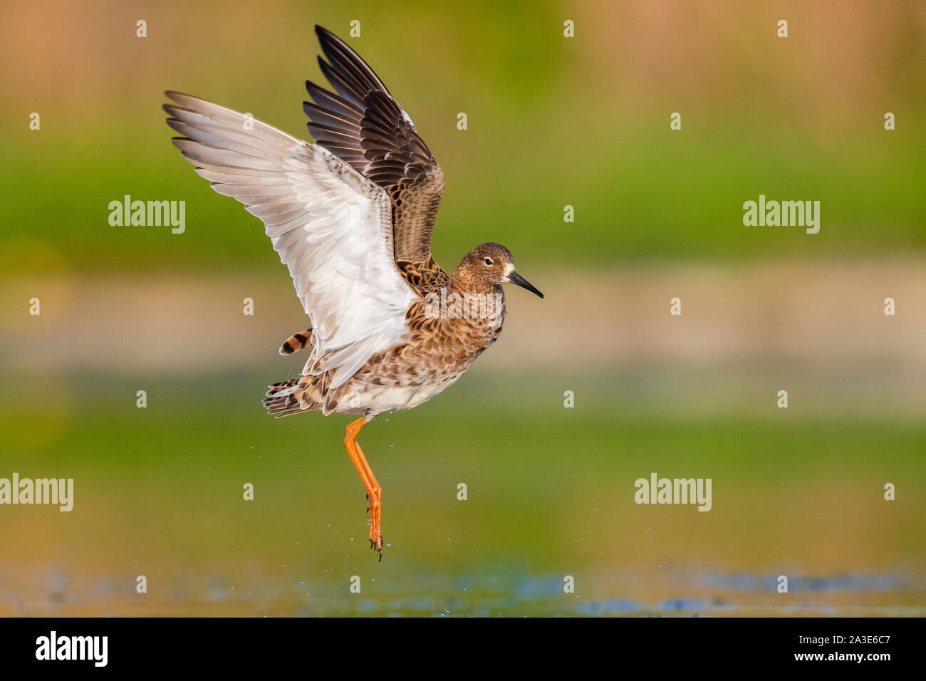 Ruff (Philomachus pugnax), side view of an adult female in flight Stock Photo