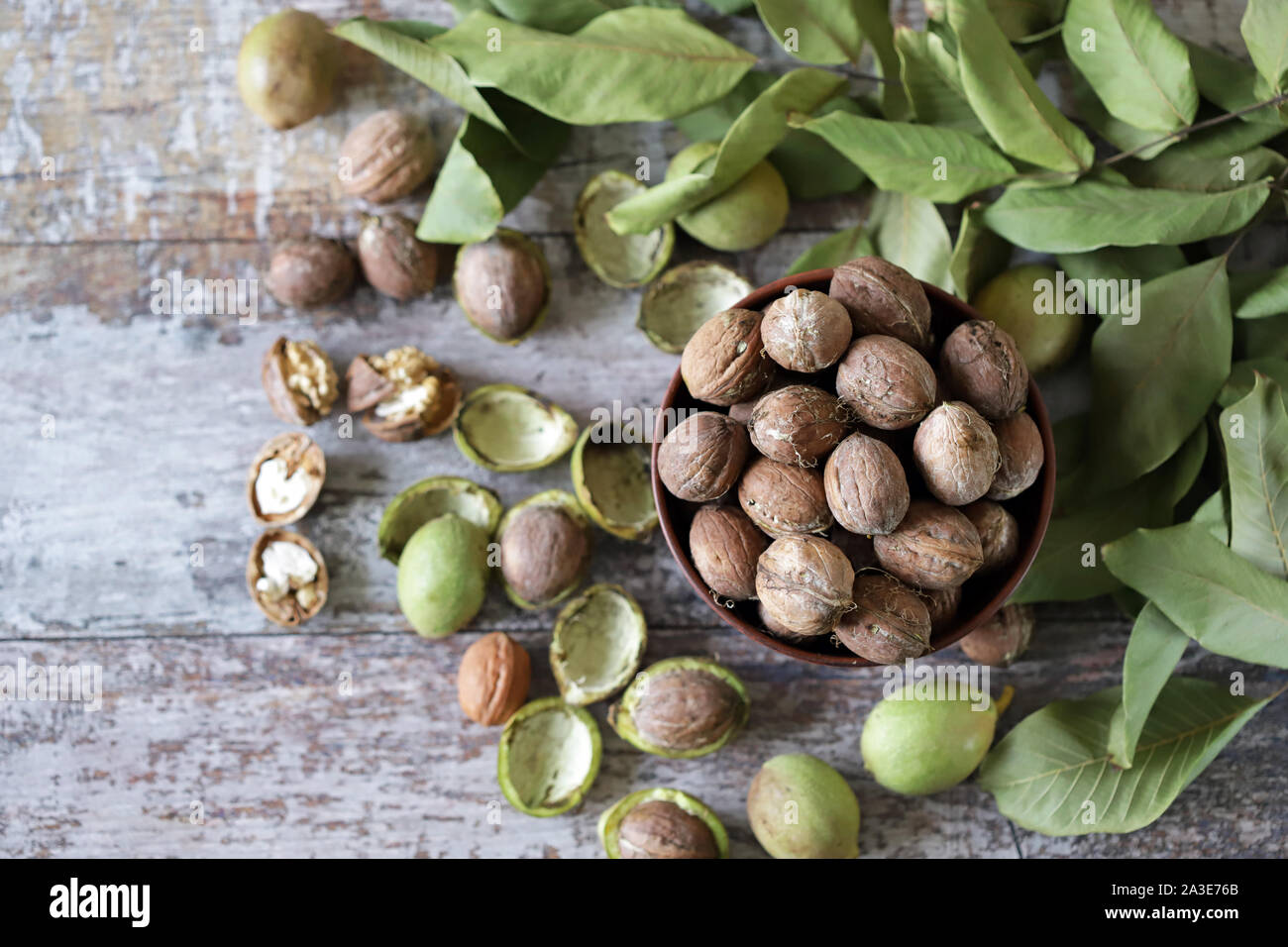 Freshly walnuts in a bowl. Harvest walnuts. Walnuts peeled from green ...