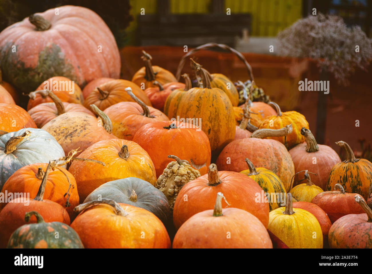 Autumn background with variety pumpkins at farmers market. Fresh autumn harvest. Stock Photo