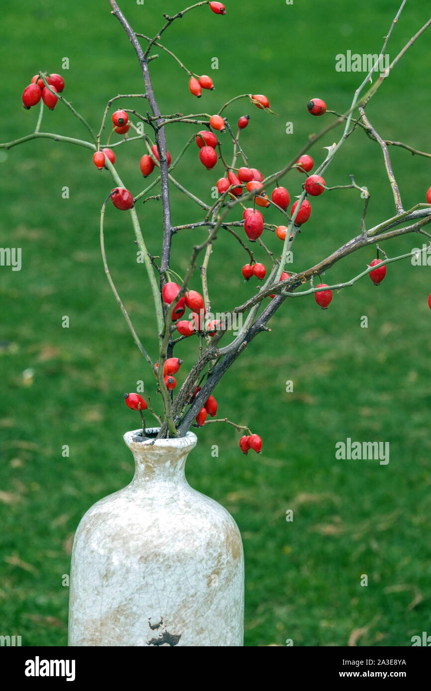 Autumn arrangement in a ceramic vase, rosehips berries rosehip Stock Photo