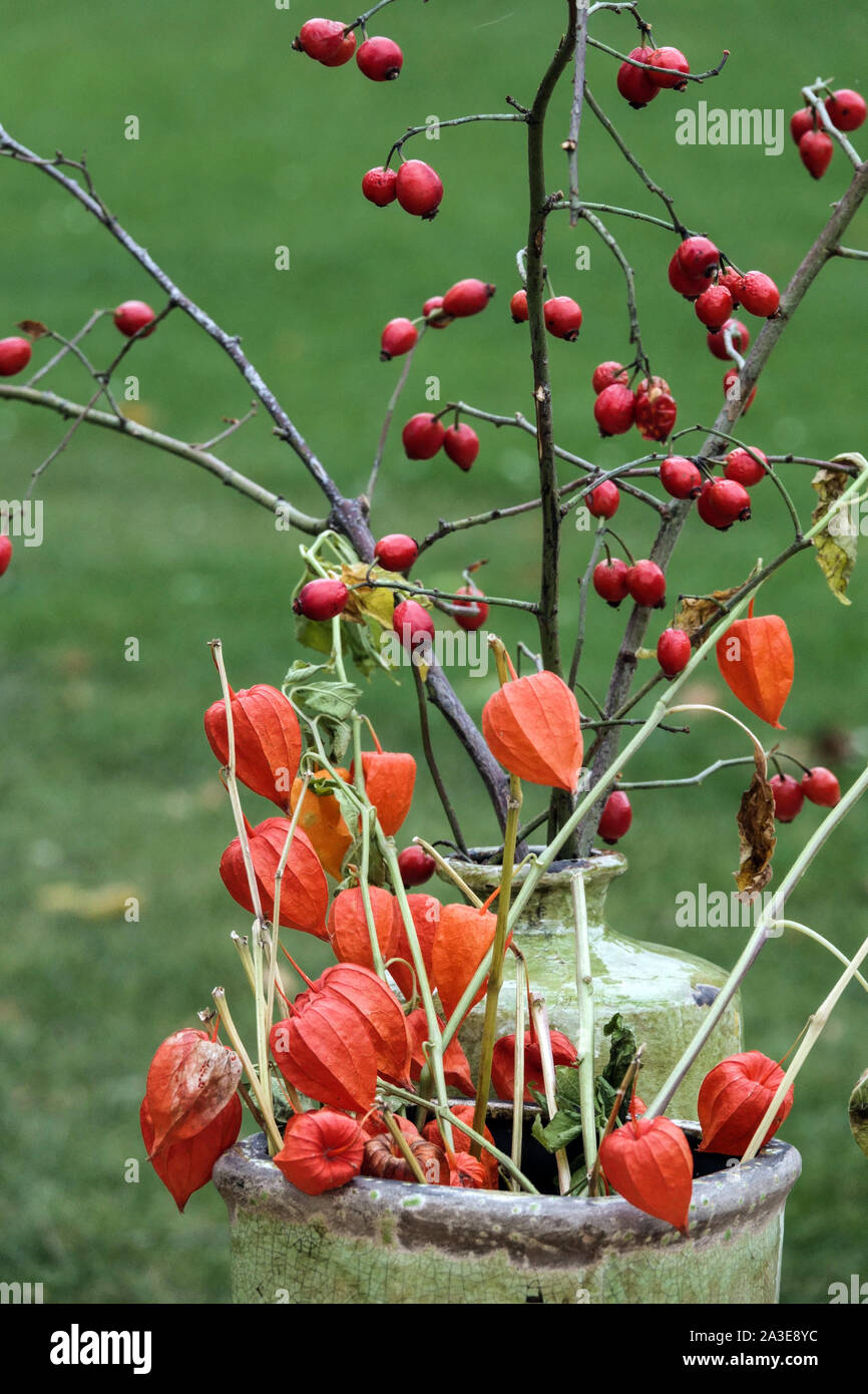 Autumn arrangement in a ceramic vase, rosehips berries, Physalis alkekengi Stock Photo