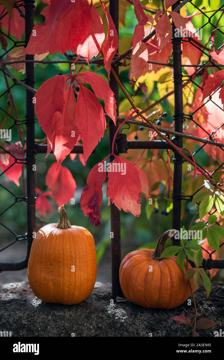 Pumpkins and red leaves next to a fence Stock Photo - Alamy