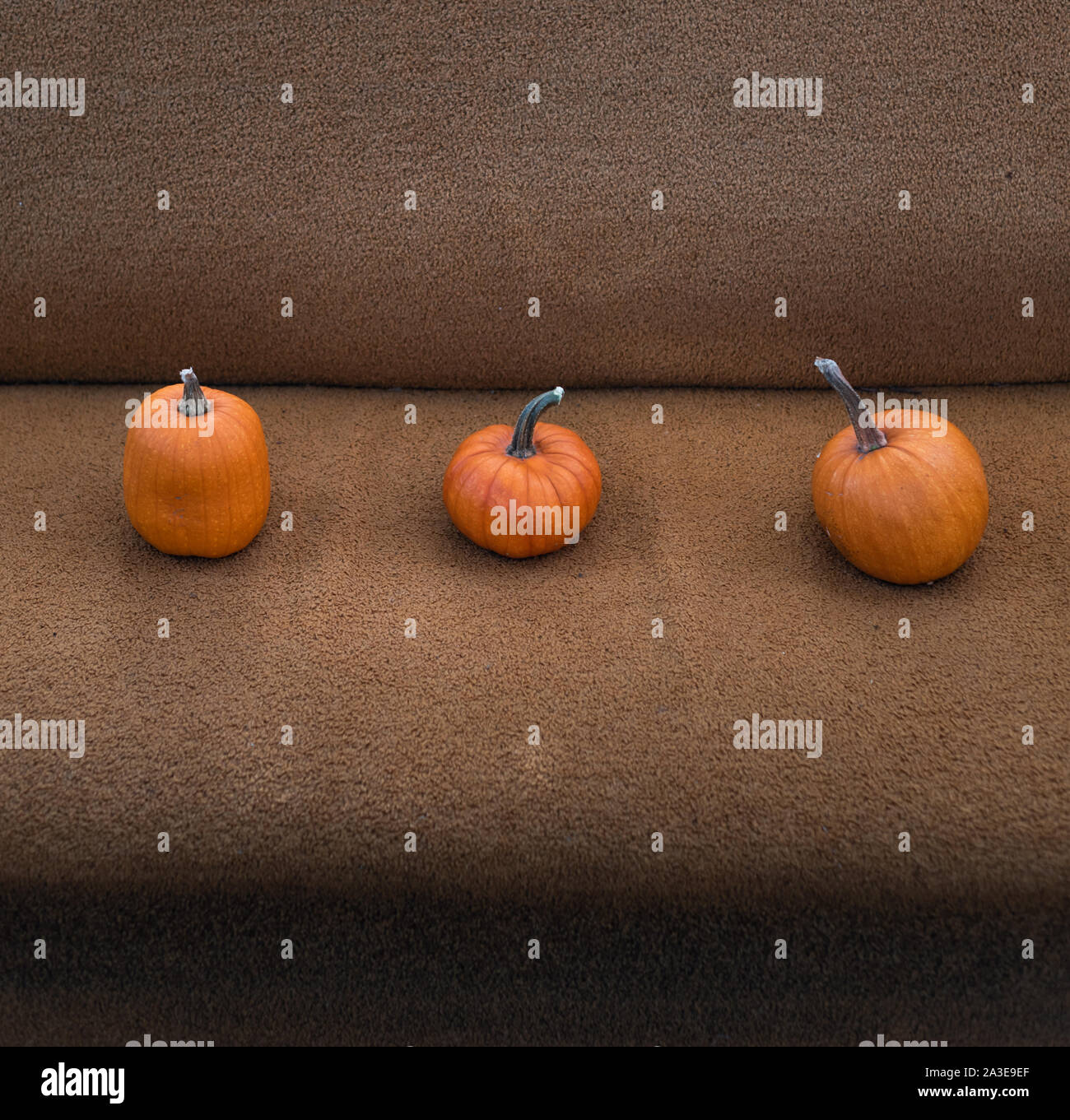 Pumpkins growing on a farm hi-res stock photography and images - Alamy