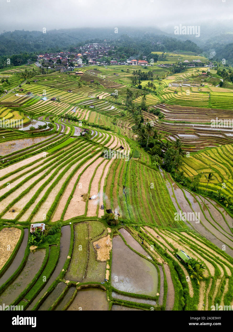 Aerial View Of Rice Terraces In Bali, Indonesia Stock Photo - Alamy