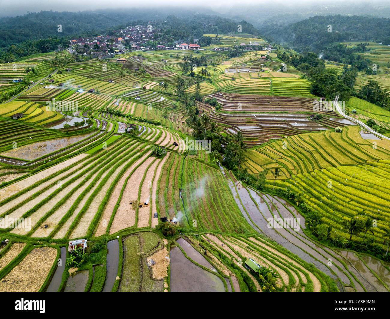 Aerial View Of Rice Terraces In Bali, Indonesia Stock Photo - Alamy