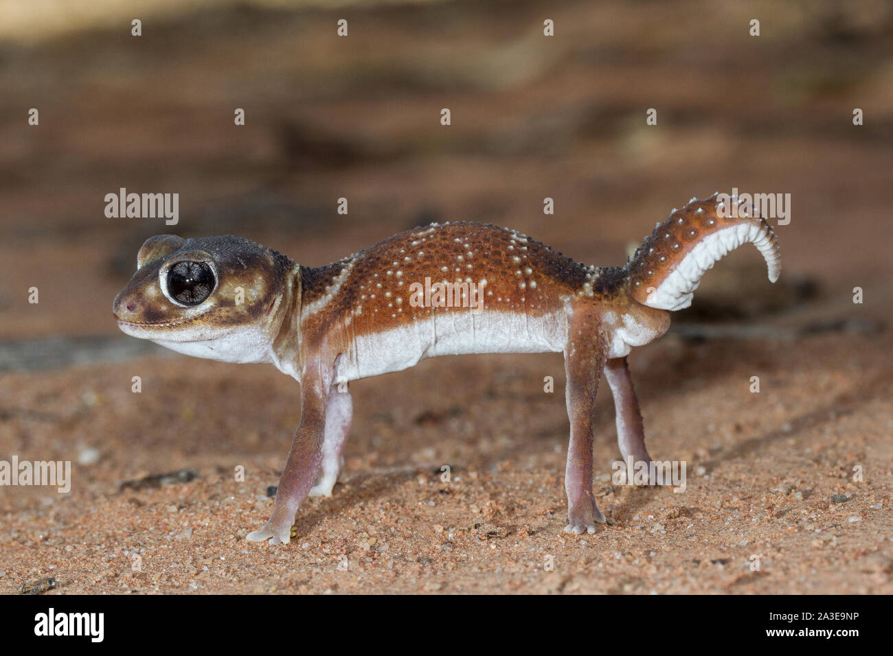 Australian Smooth Knob-tailed Gecko Stock Photo