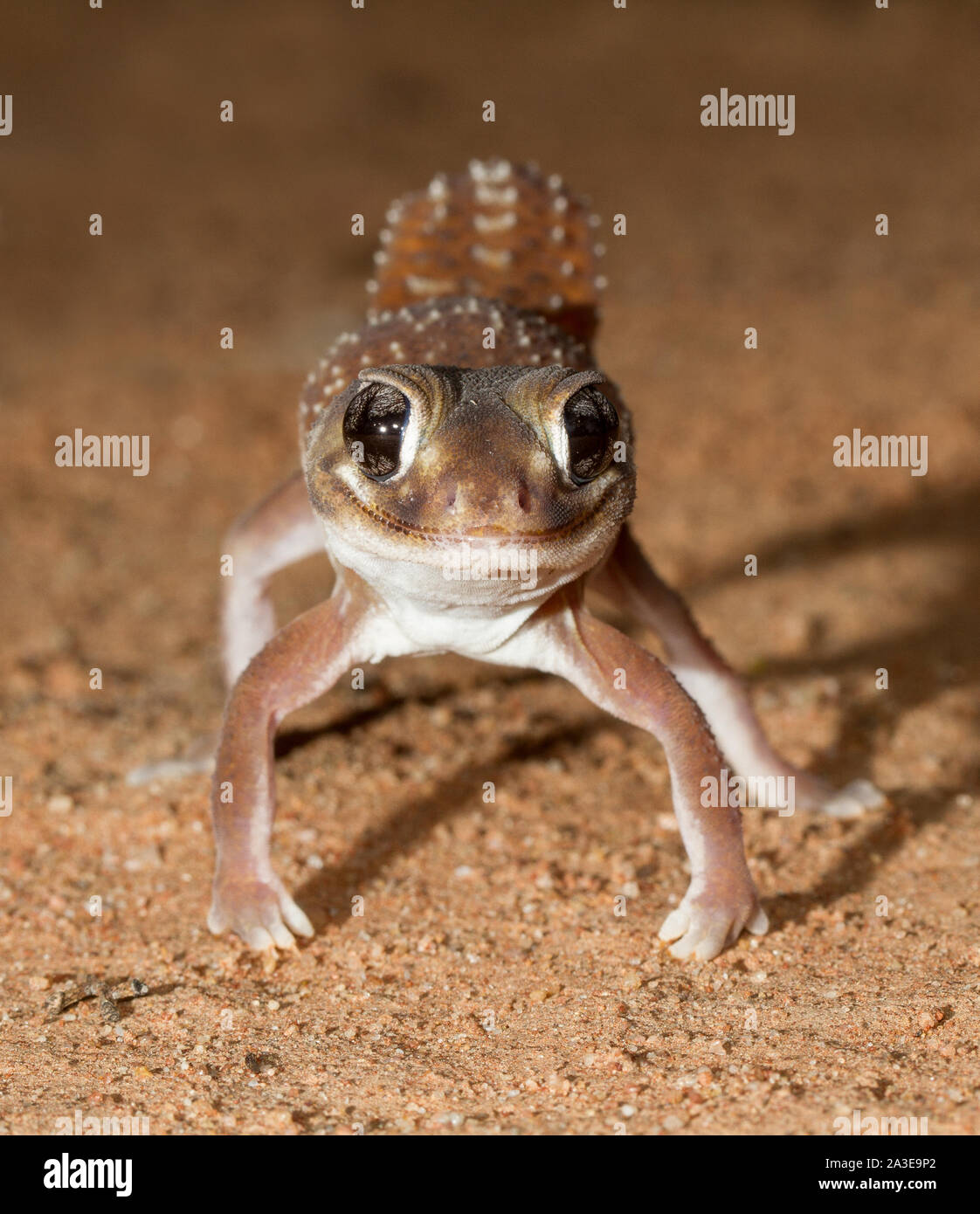 Australian Smooth Knob-tailed Gecko Stock Photo
