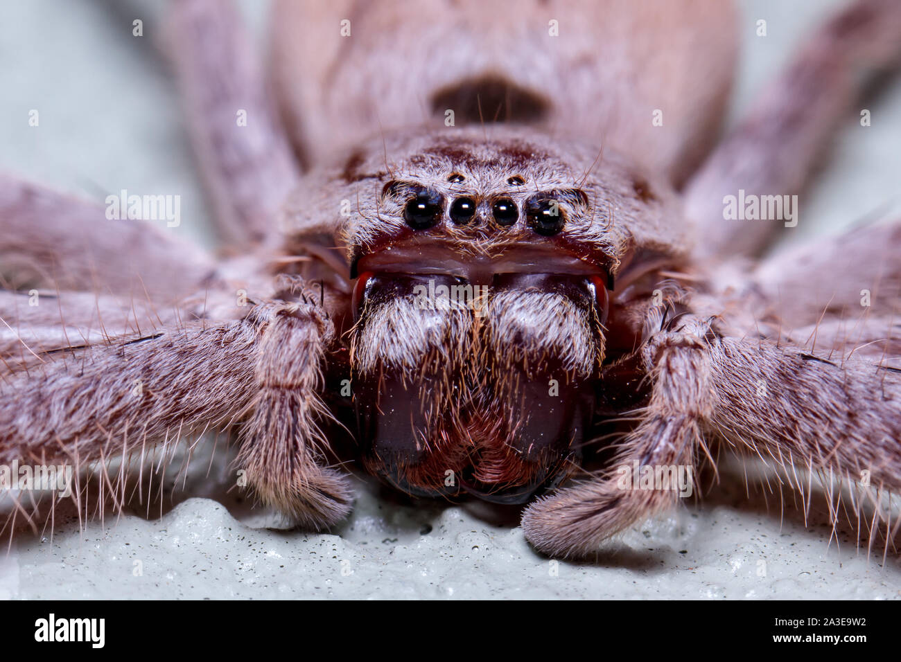 Close up of Huntsman Spider Stock Photo - Alamy