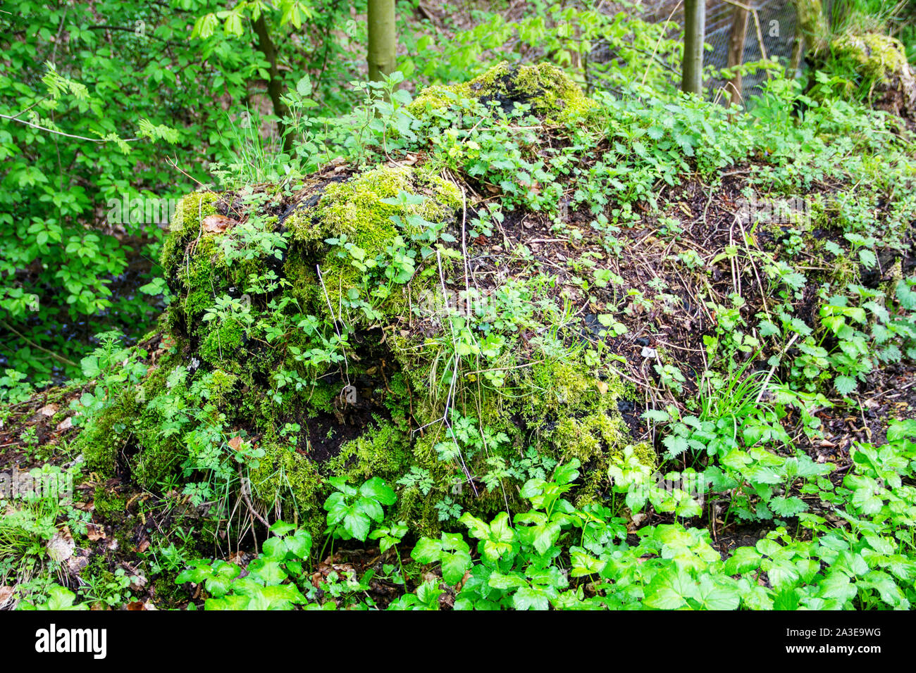 with moss and various plants overgrown tree stump Stock Photo