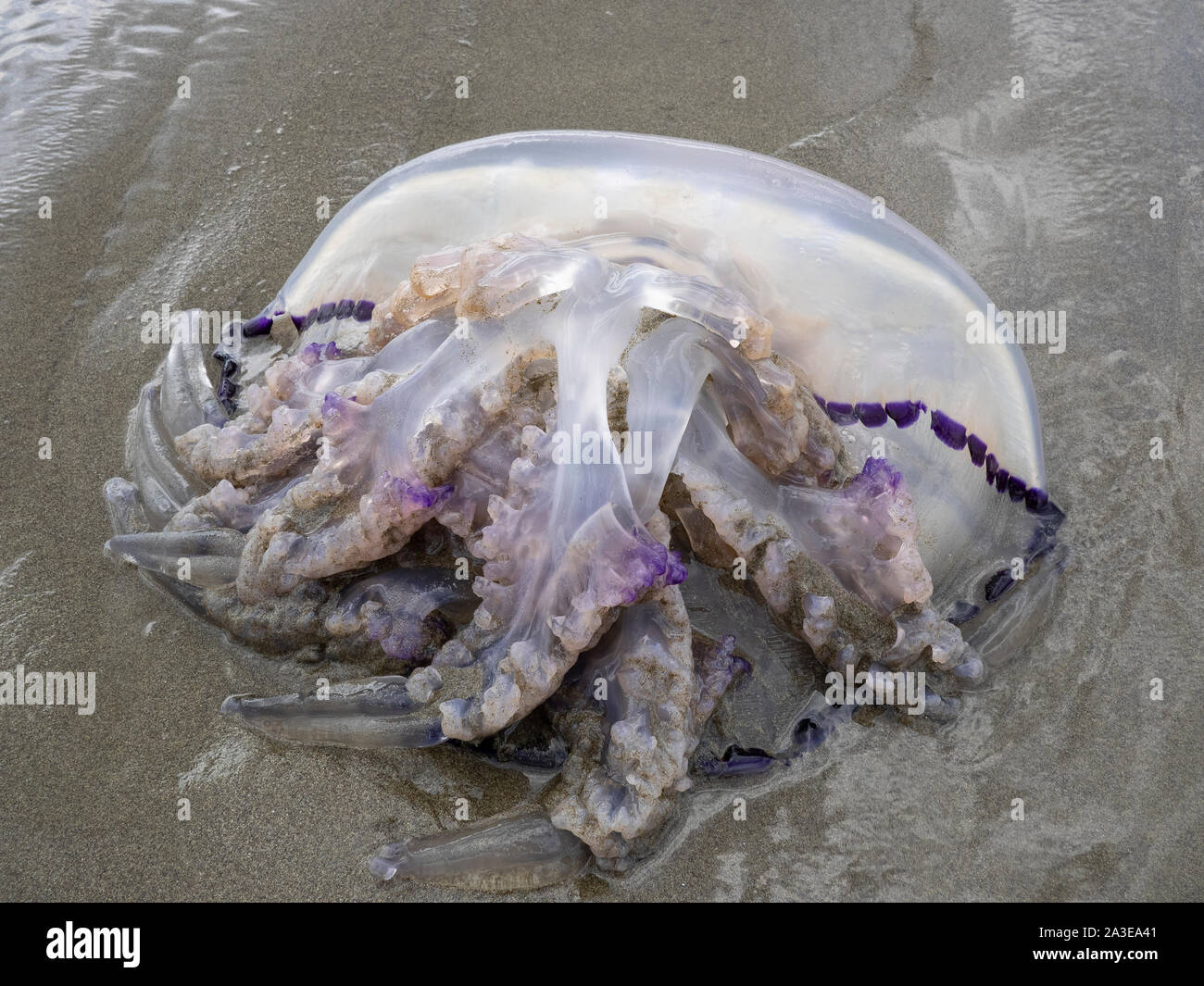 close up of big dead  barrel jellyfish (Rhizostoma pulmo) on the beach Stock Photo