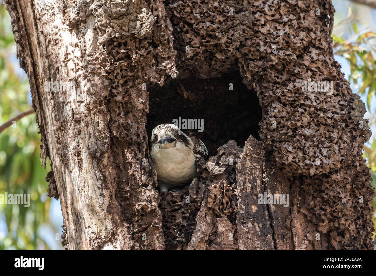 Laughing kookaburra nest hi-res stock photography and images - Alamy