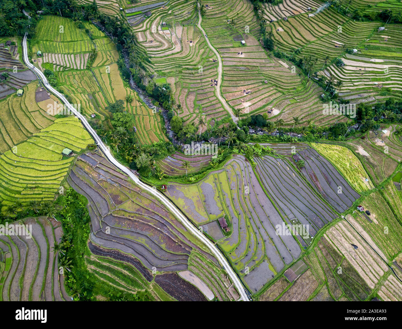 Aerial View Of Rice Terraces In Bali, Indonesia Stock Photo - Alamy