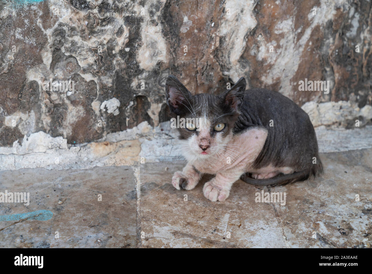 One wild unhealthy and uncared for cat Stock Photo Alamy