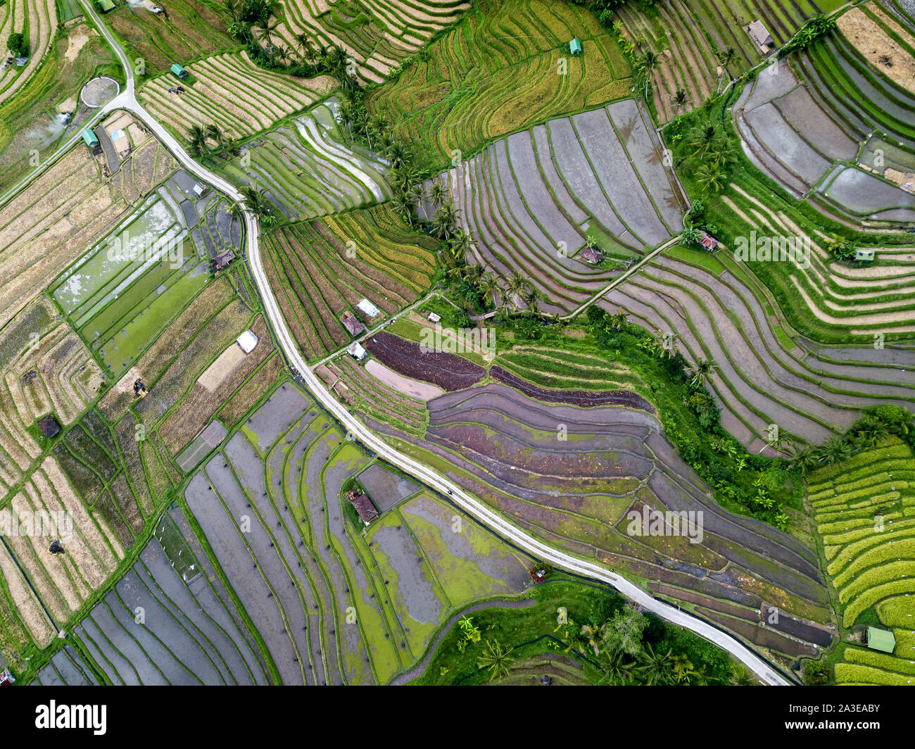 Aerial View Of Rice Terraces In Bali, Indonesia Stock Photo - Alamy