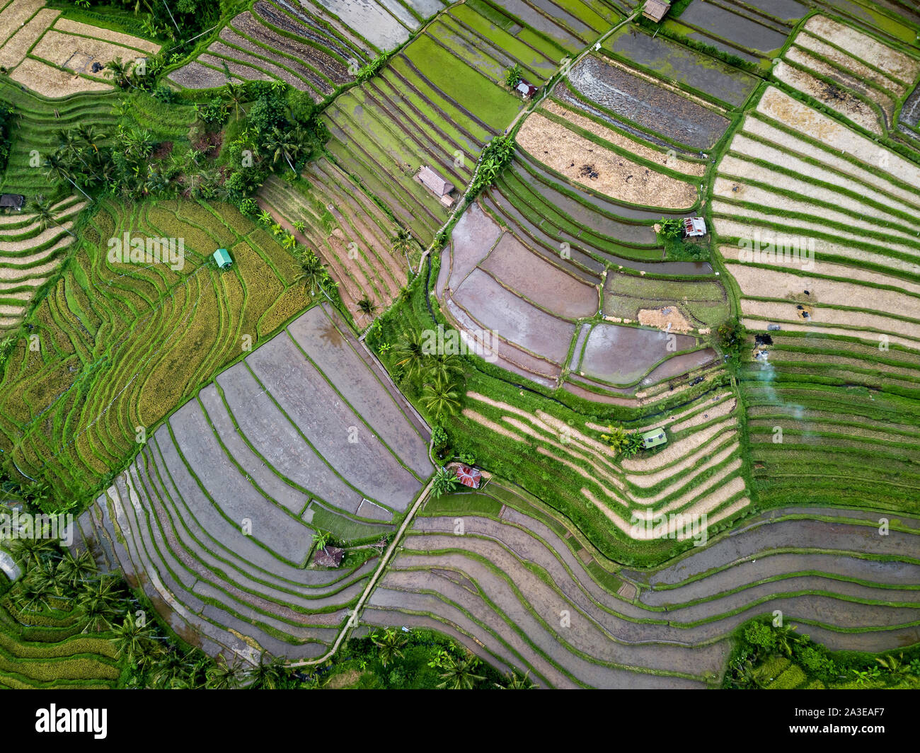 Aerial View Of Rice Terraces In Bali, Indonesia Stock Photo - Alamy