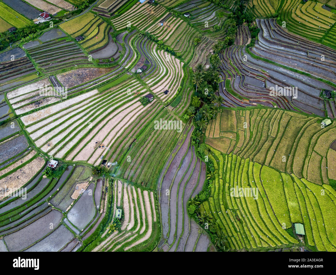 Aerial View Of Rice Terraces In Bali, Indonesia Stock Photo - Alamy