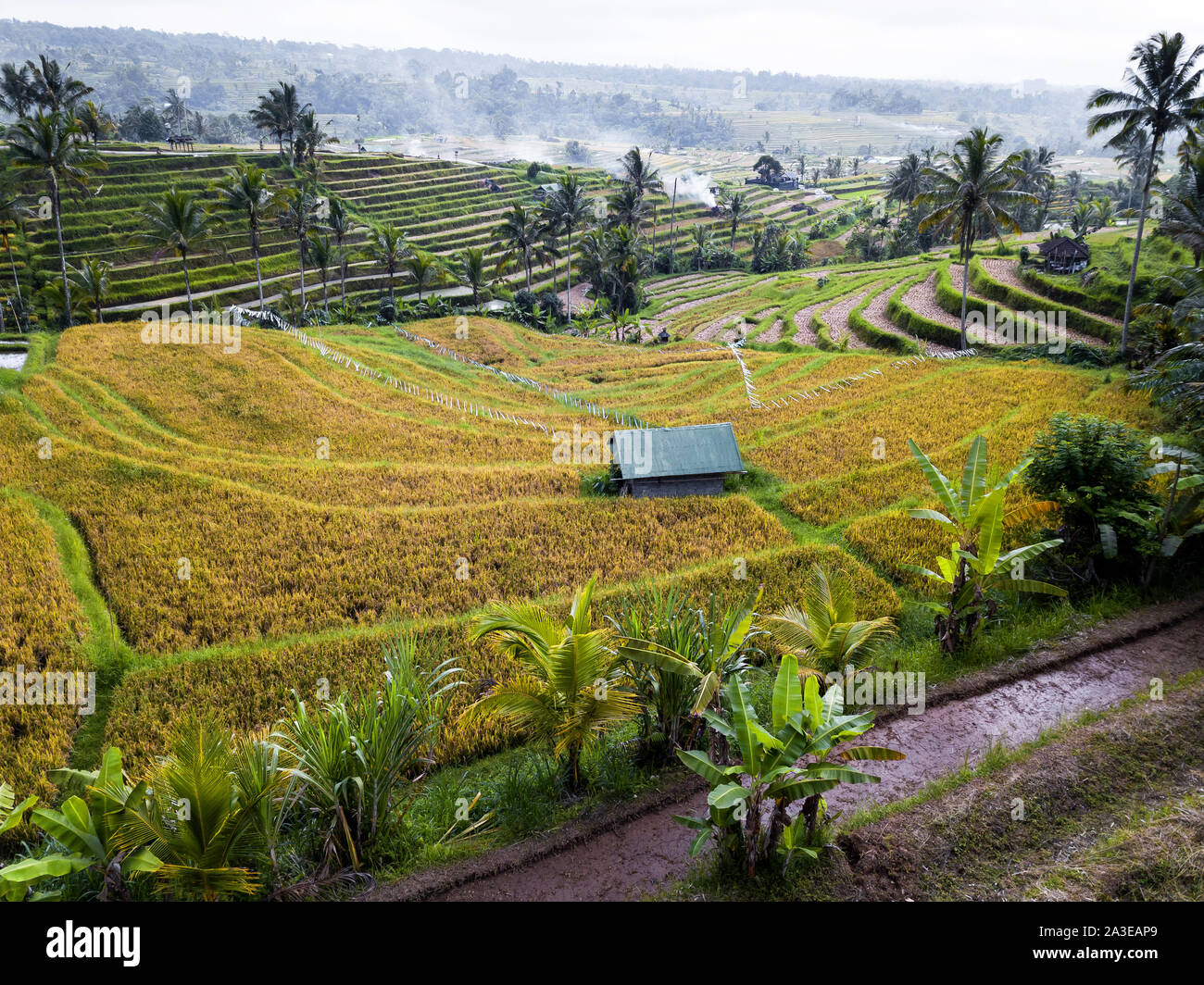 Aerial View Of Rice Terraces In Bali, Indonesia Stock Photo