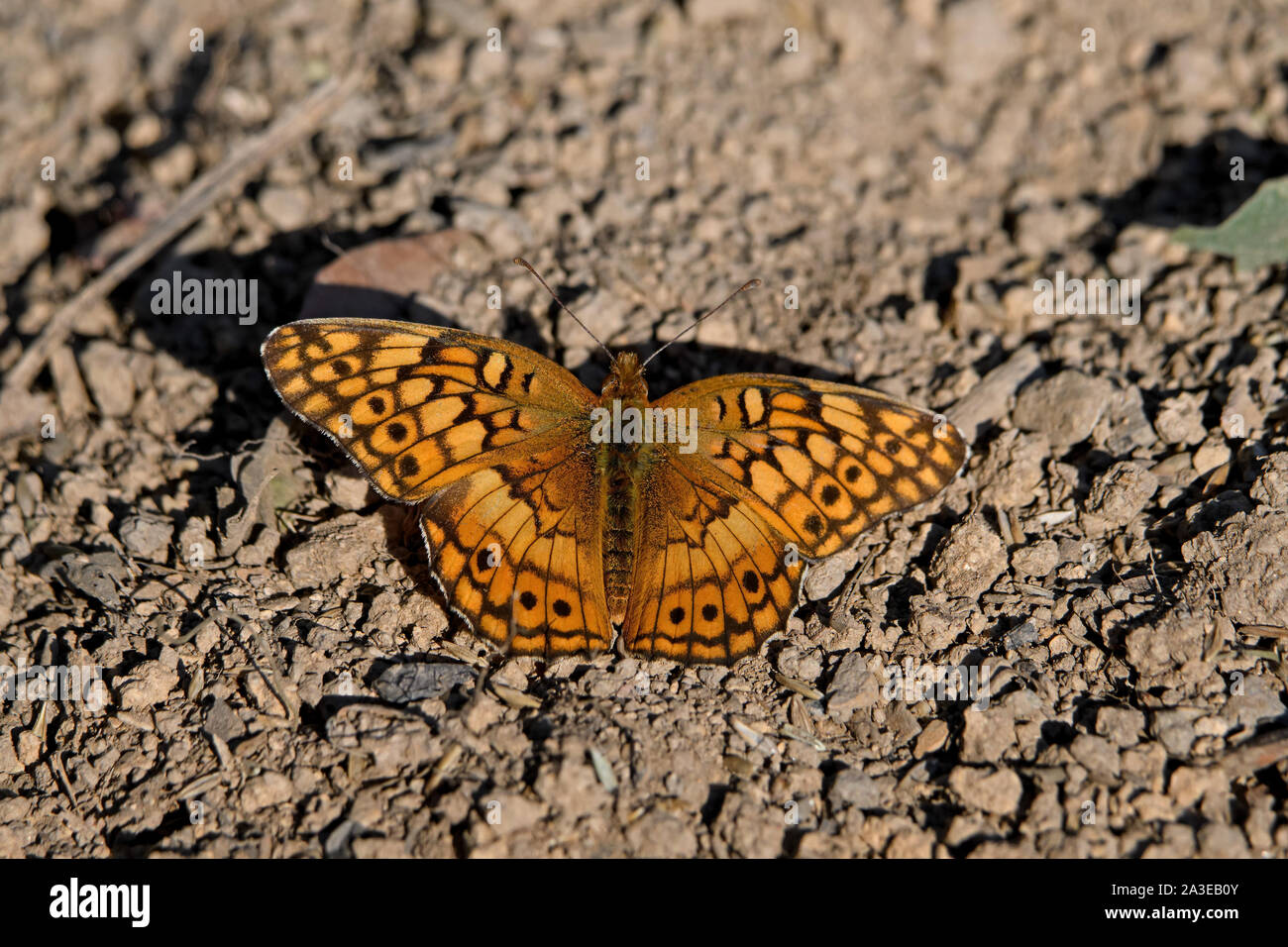 Euptoieta Claudia or variegated fritillary sunning itself o n a bed of pebbles. It is a North and South American butterfly in the family Nymphalidae. Stock Photo